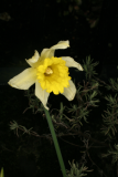 Narcissus pseudonarcissus RCP2-09 106.jpg